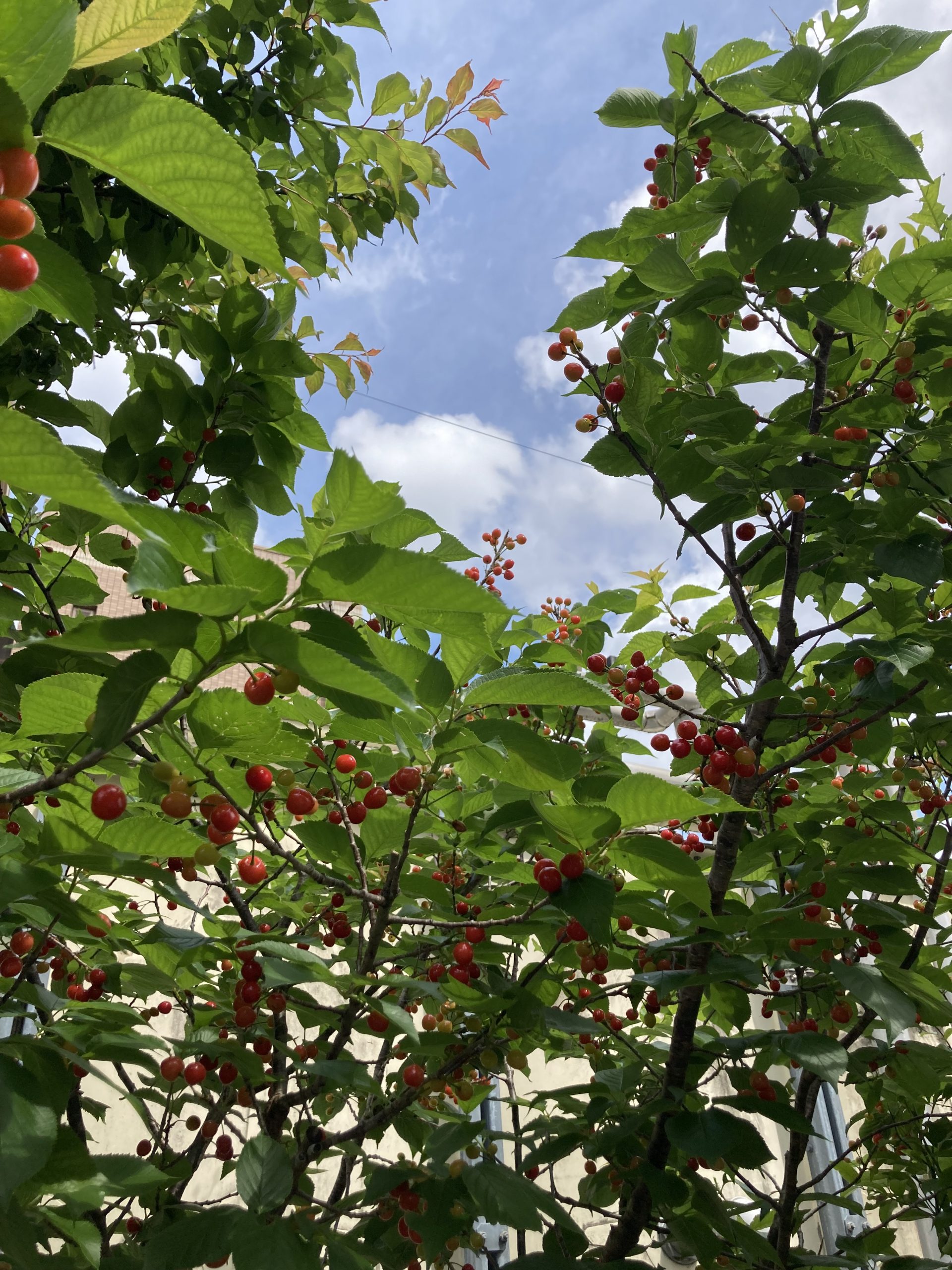 「園内に実る果実たち」ちょっとワクワク🍒🍋🍊