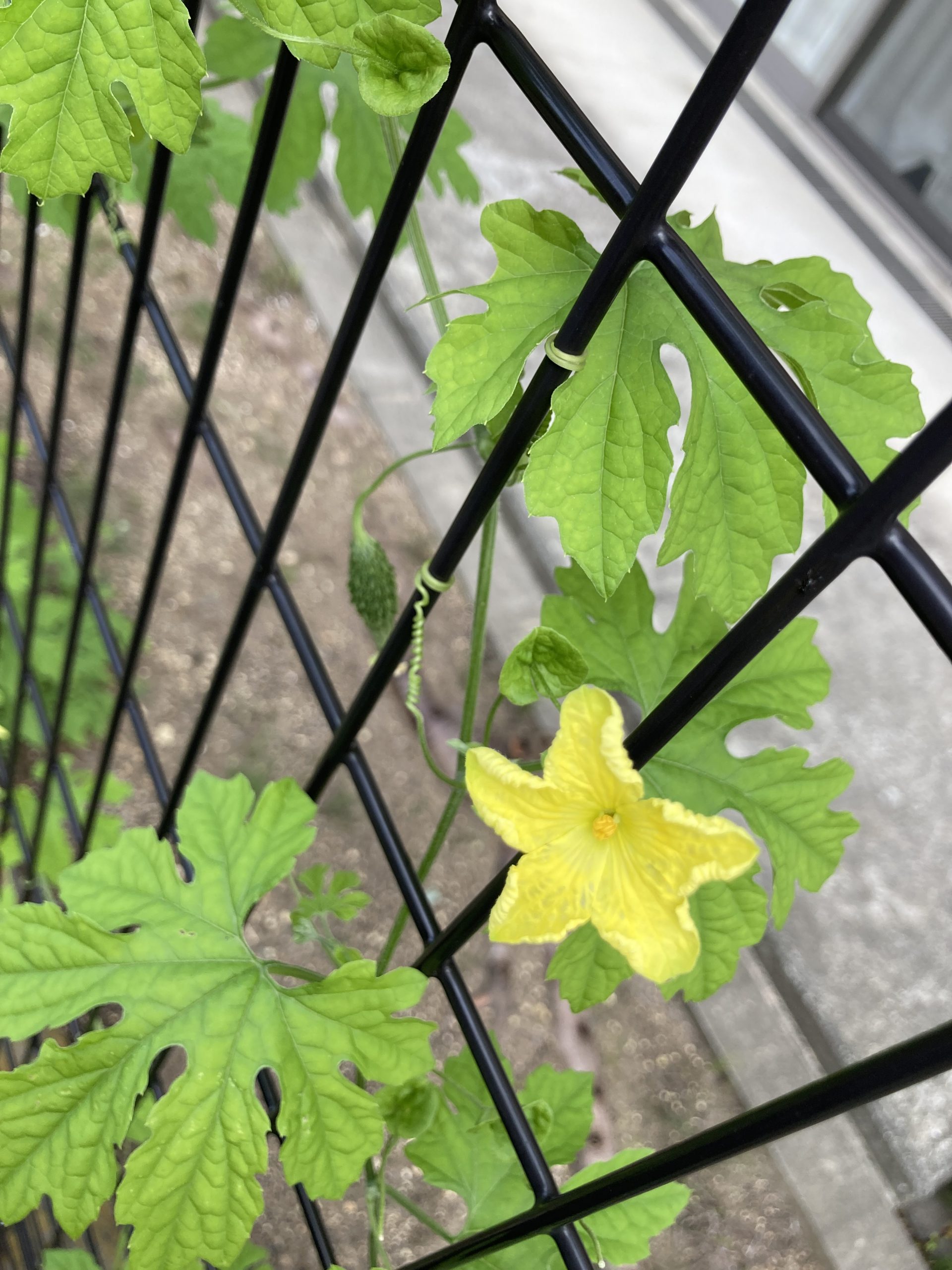リフレア上土有料老人ホームの周りの夏模様🌻🌻🌻