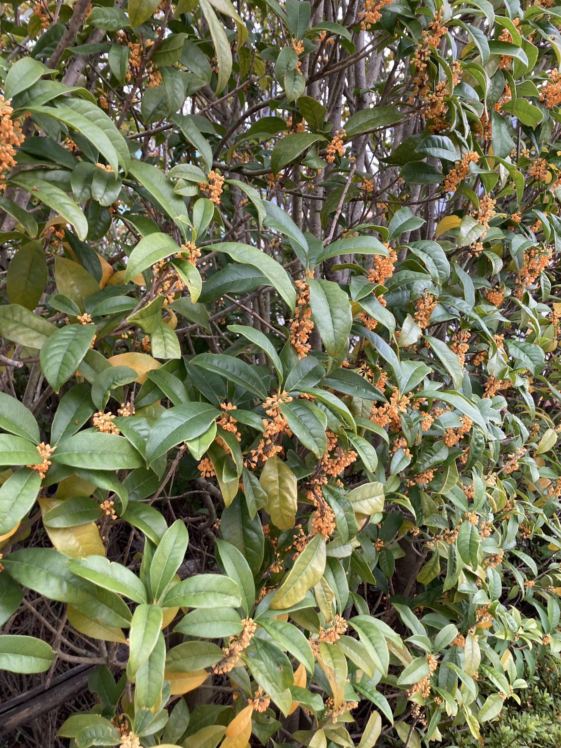 秋がきましたね　🍁