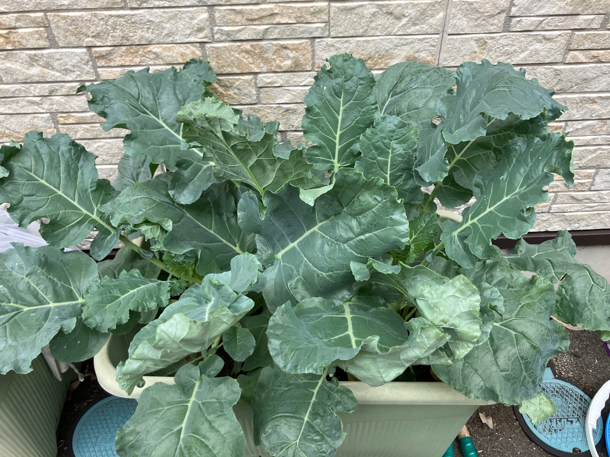 野菜も作れるなんて多彩でしょ！！