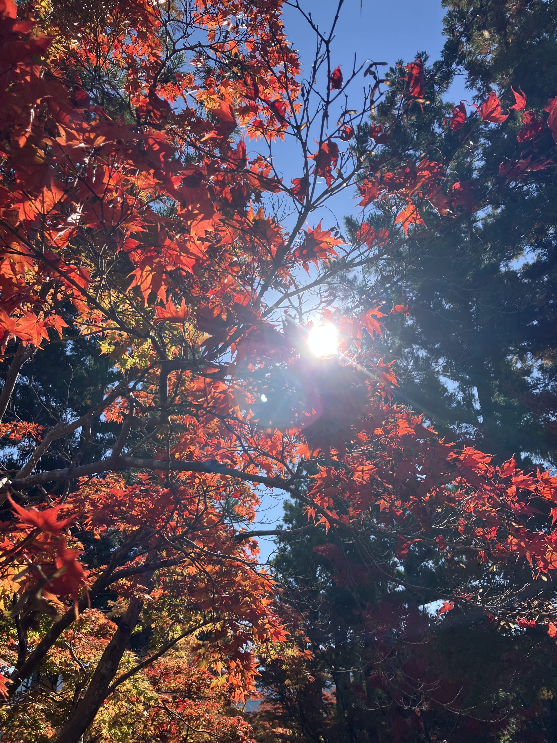 秋だ！紅葉だ！