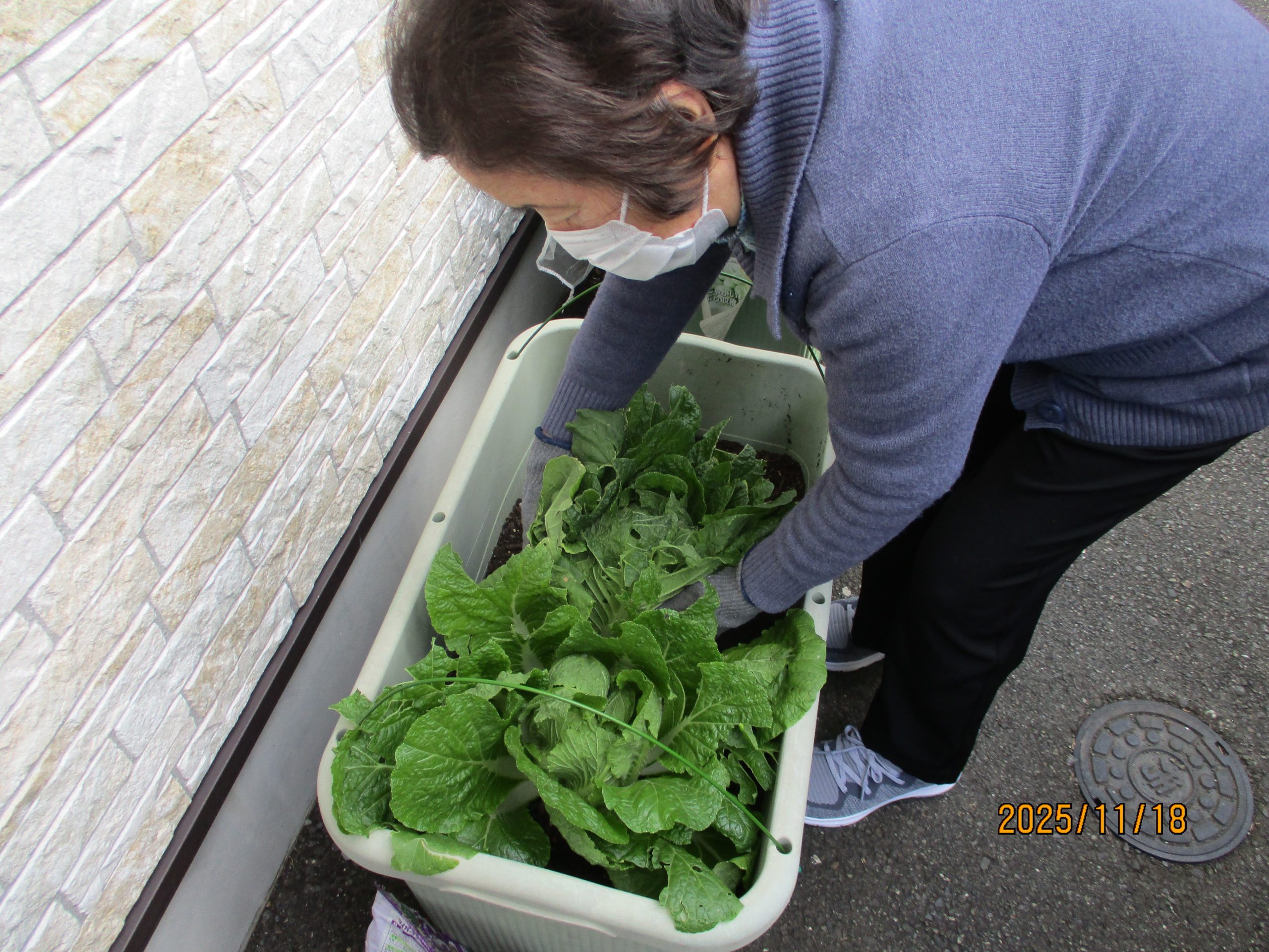 自家製白菜・白手喝菜