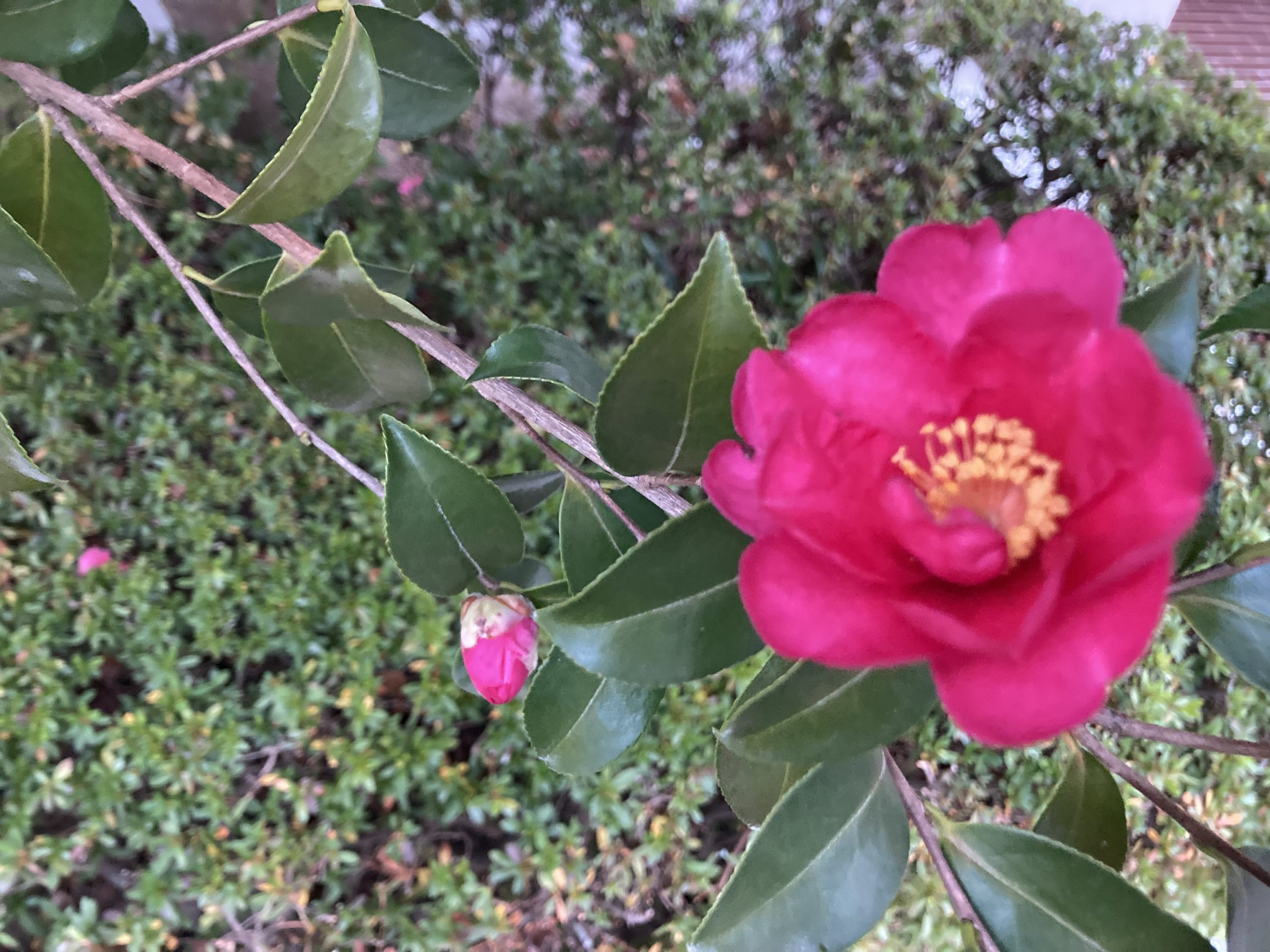 『誤嚥性肺炎の予防とリスク』について