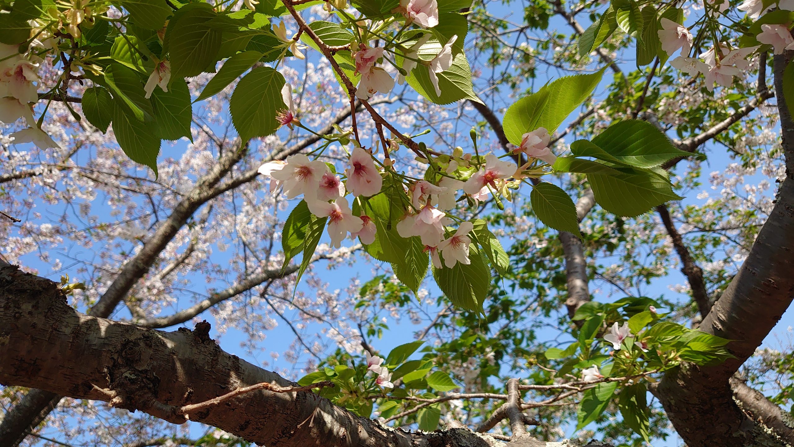 リフレア清水村松3月イベントスケジュール発表！