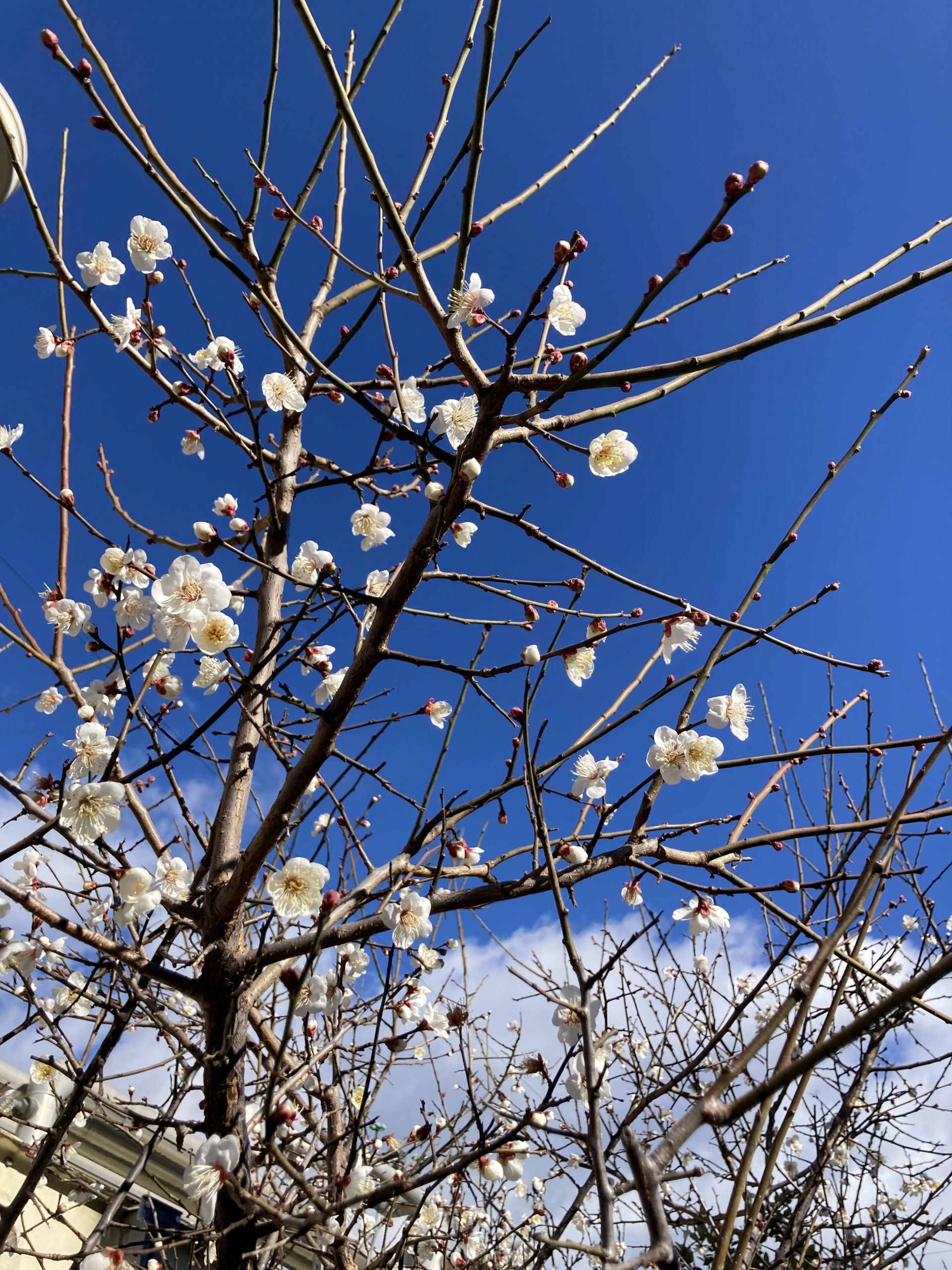 お散歩に出かけよう🍃