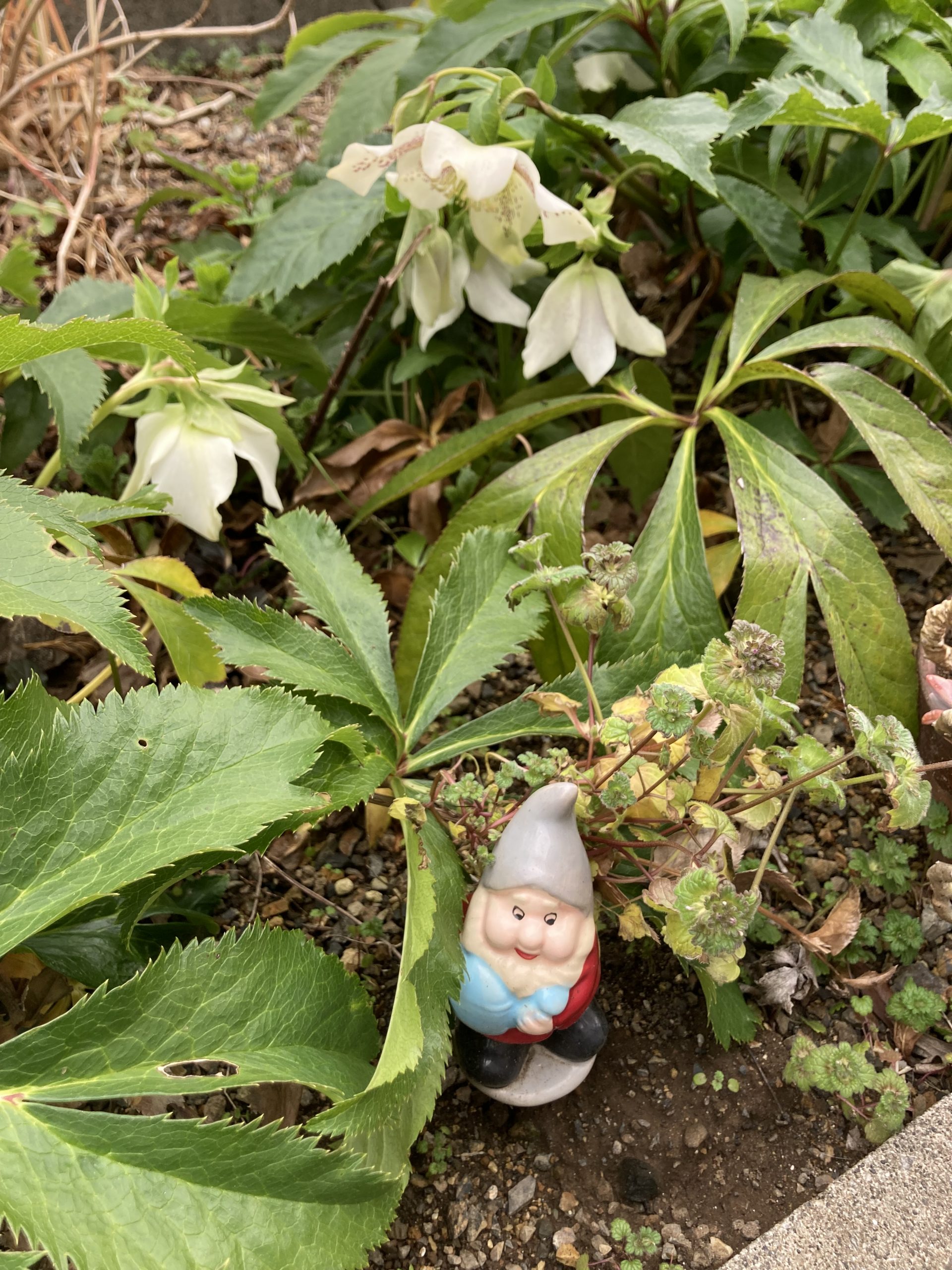 白いクリスマスローズに想いをのせて　ケアマネのひとりごと