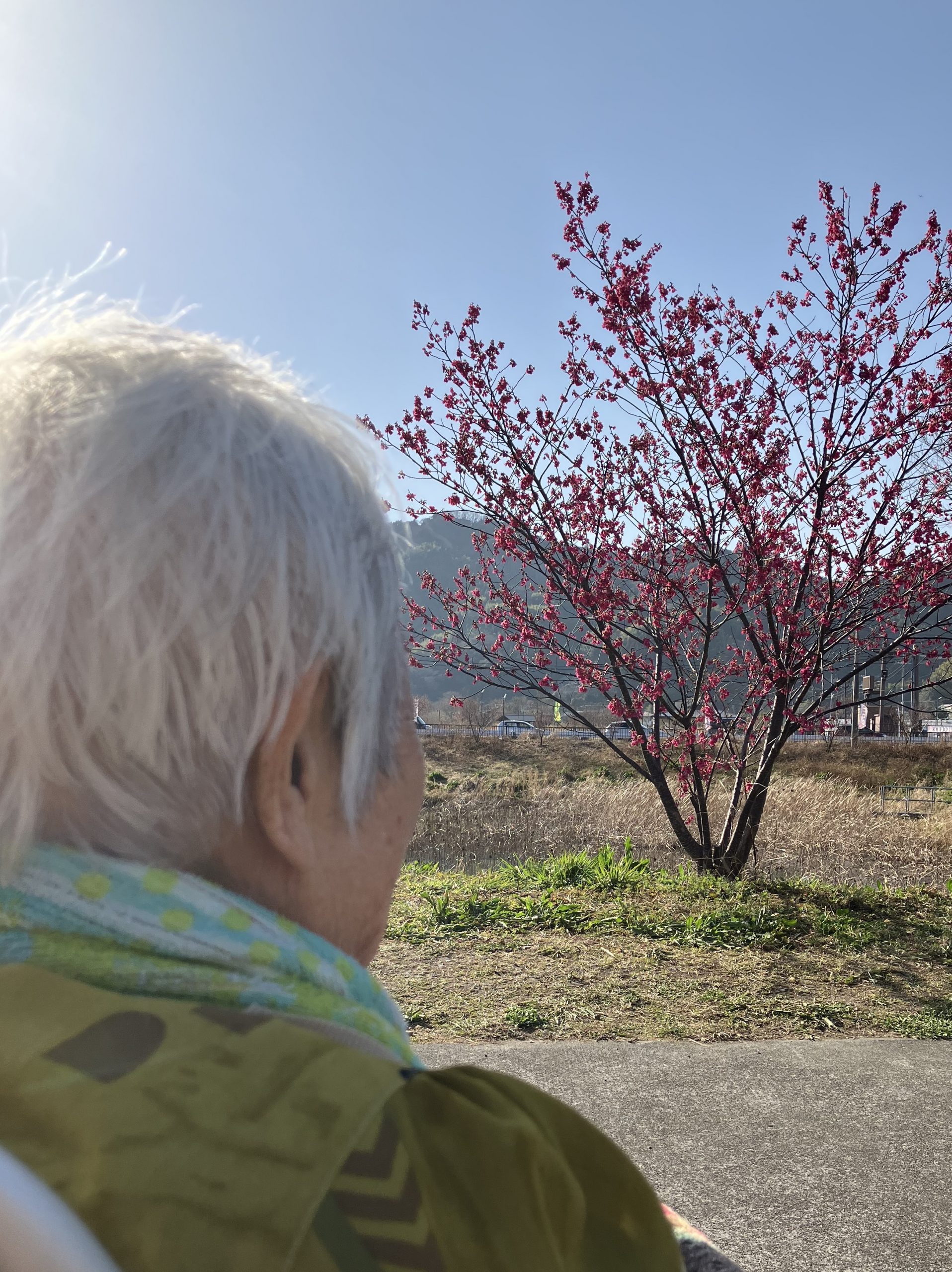 桜を見に行こう🌸