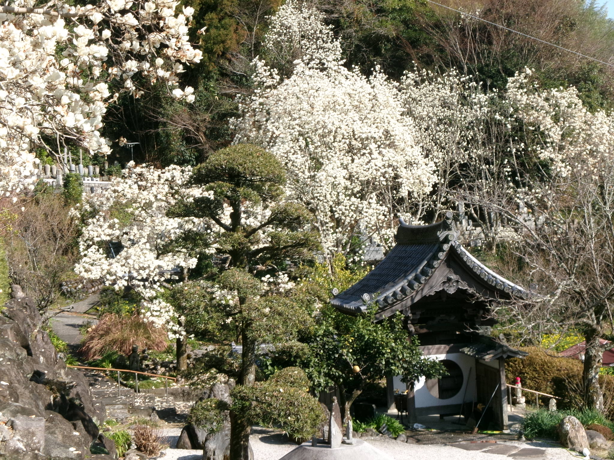 モクレンを見に藤枝の十輪寺にお出かけ🚙