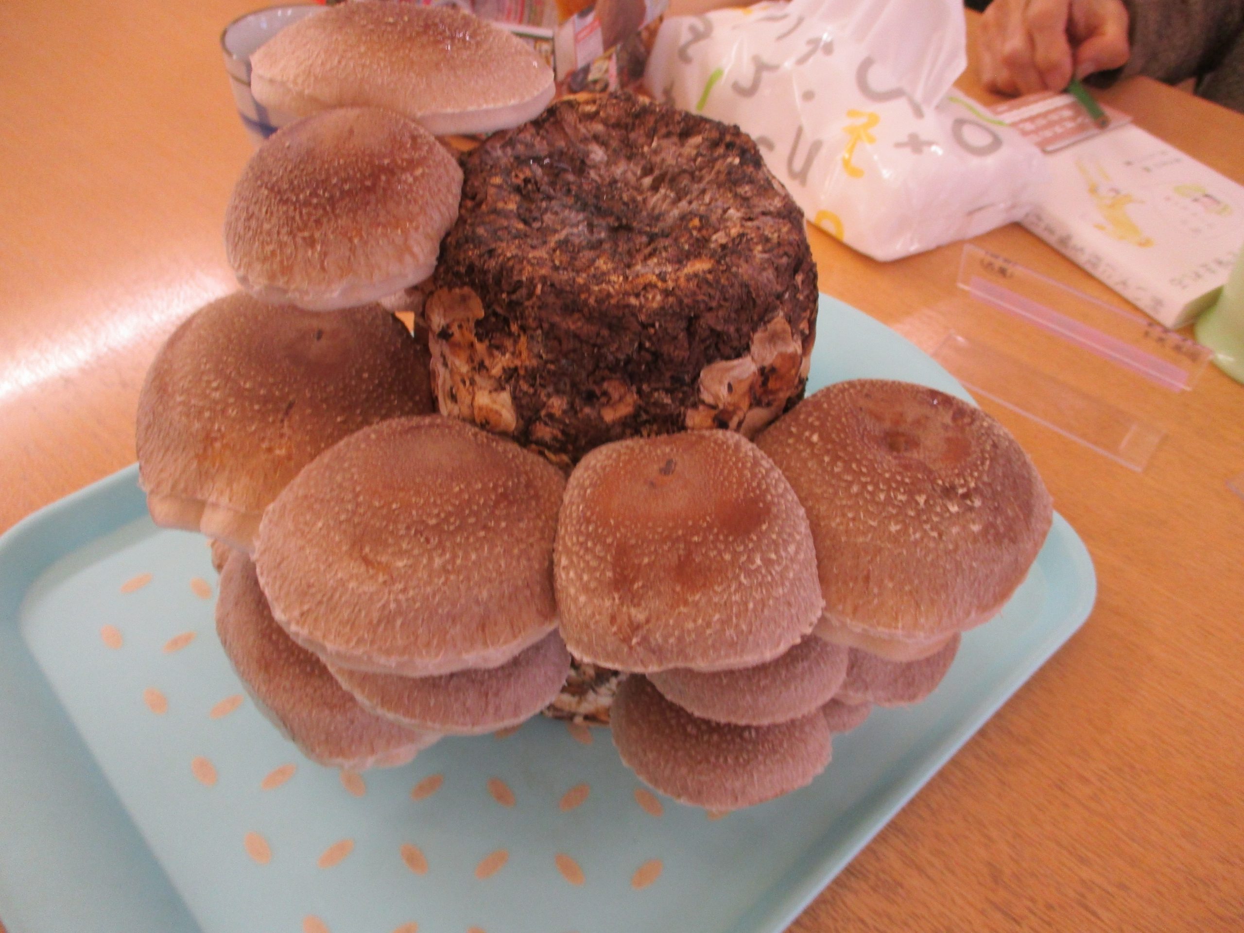 栽培が終わって悲しいたけ