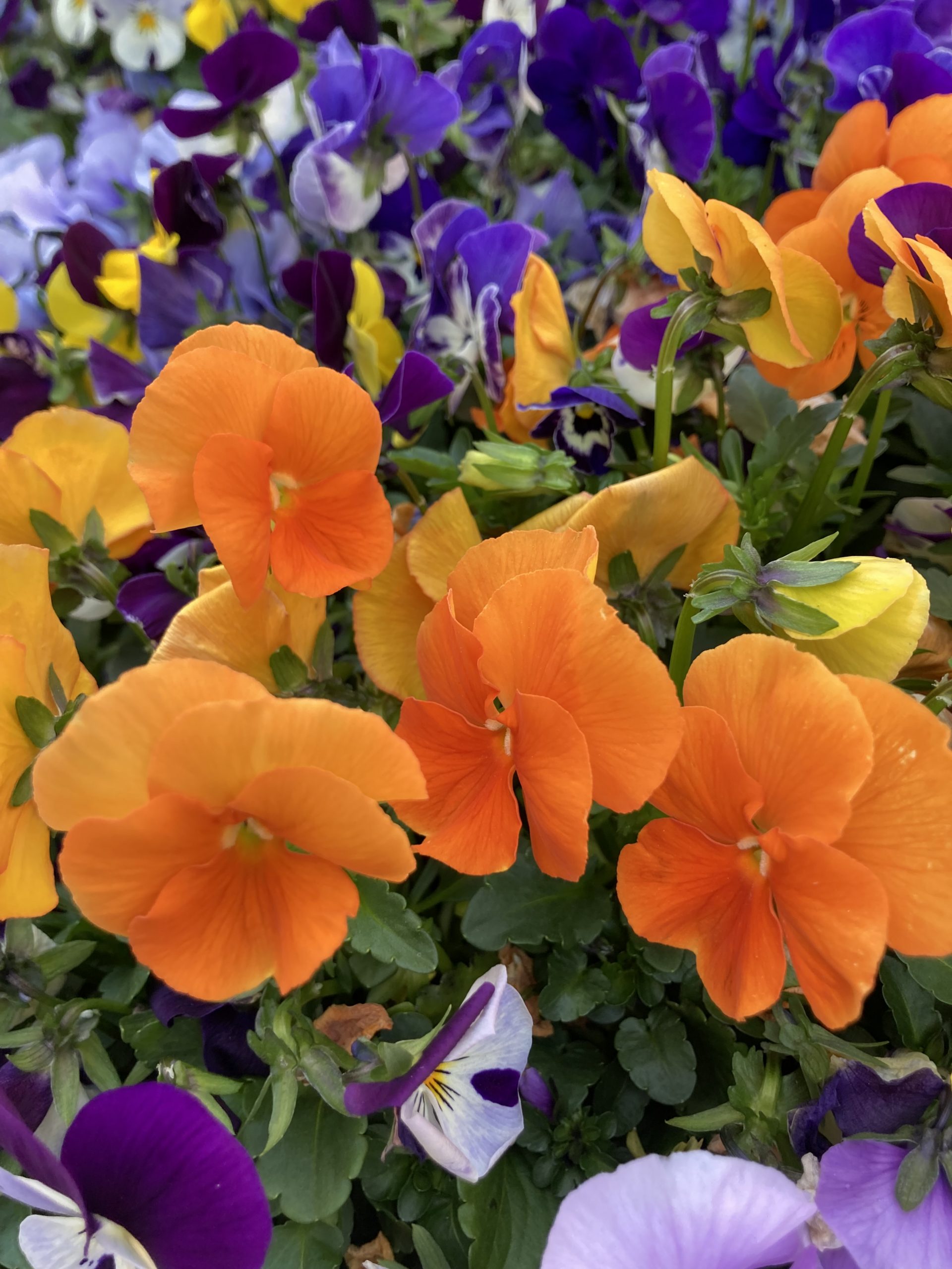 ケアマネのひとりごと（パンジーが満開です）😃