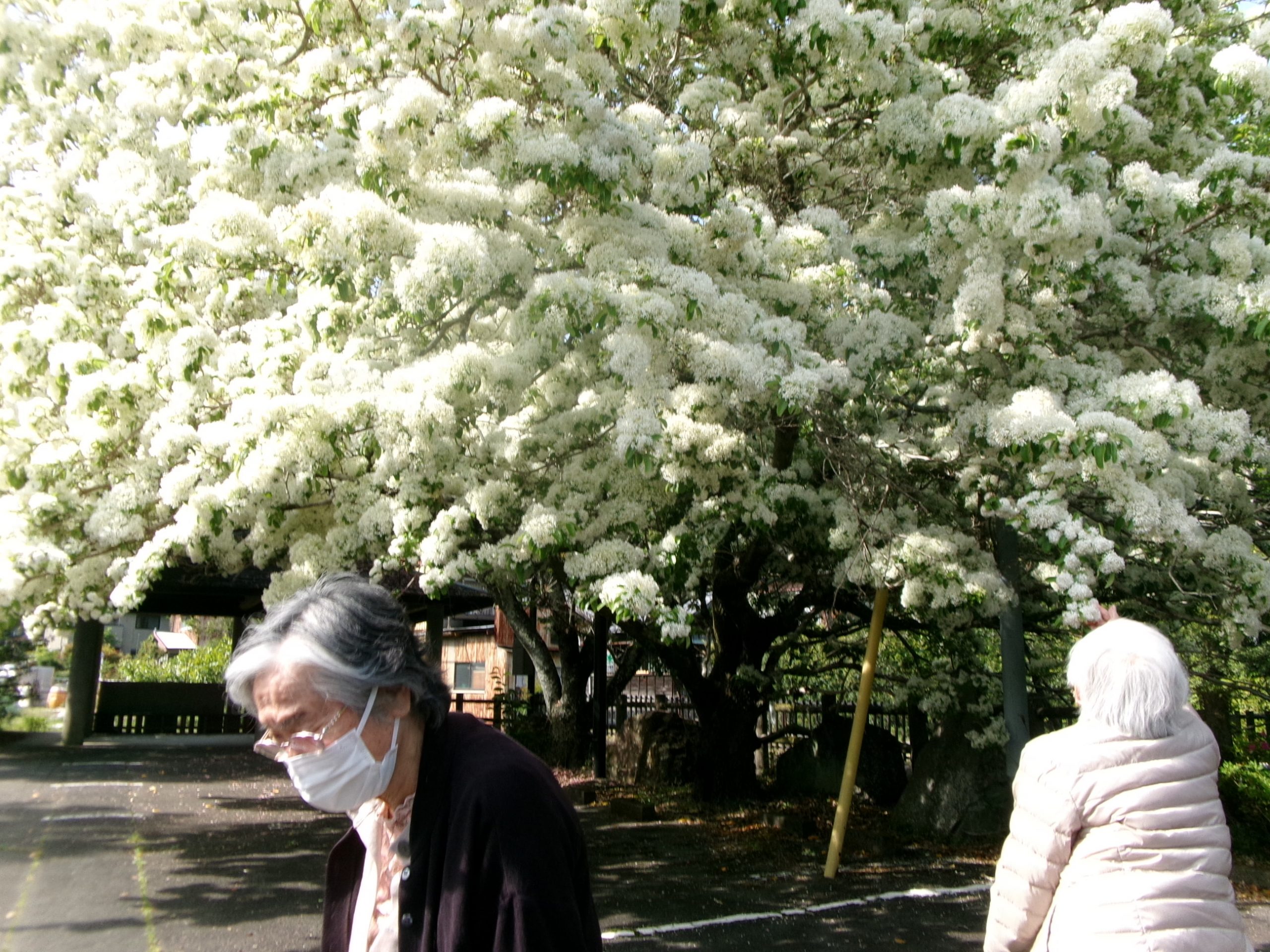 白い花が見事！なんじゃもんじゃ観賞外出🚙