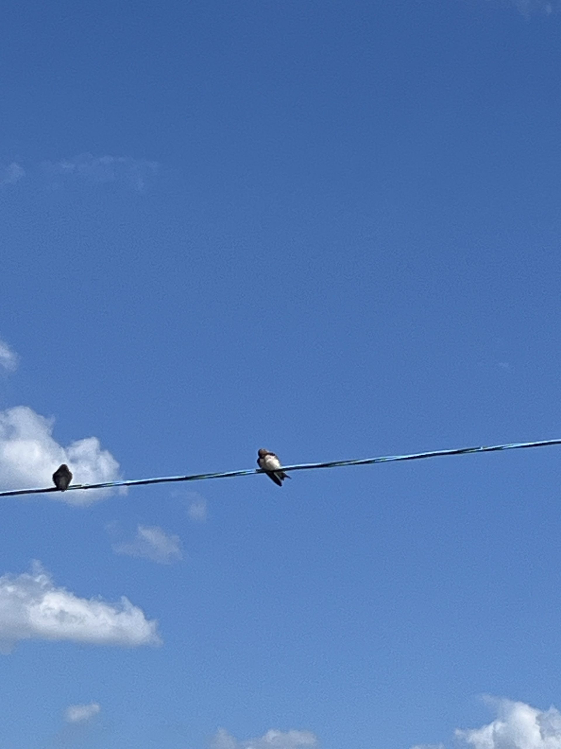 つばめの巣立ち