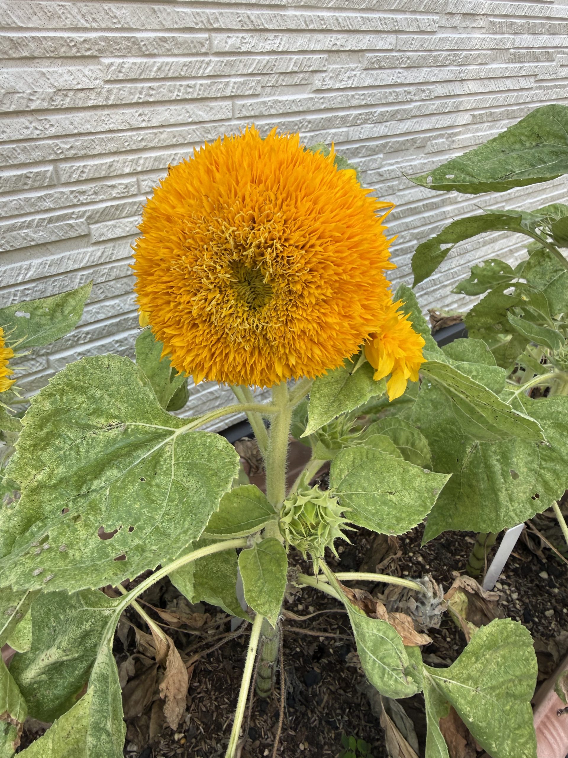 🌻ひまわり